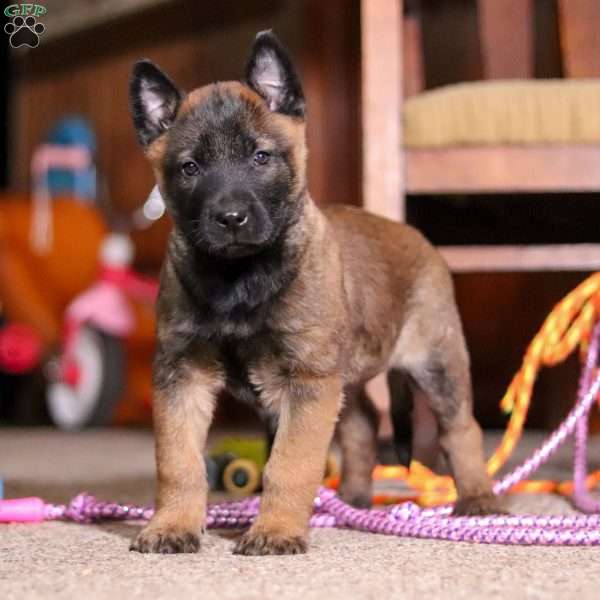 Blaze, Belgian Malinois Puppy